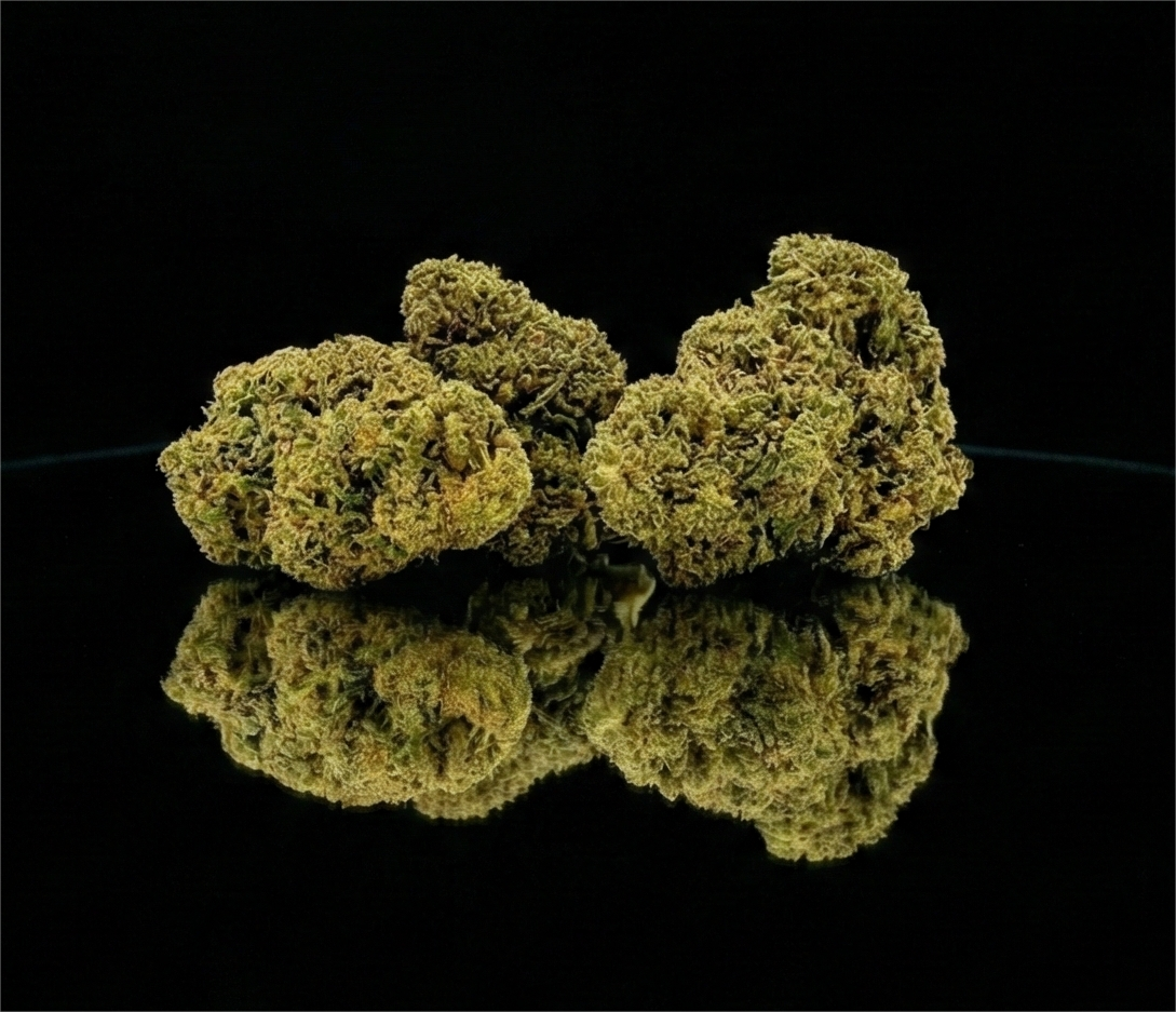 AMNESIA WILD | GLASSHOUSE